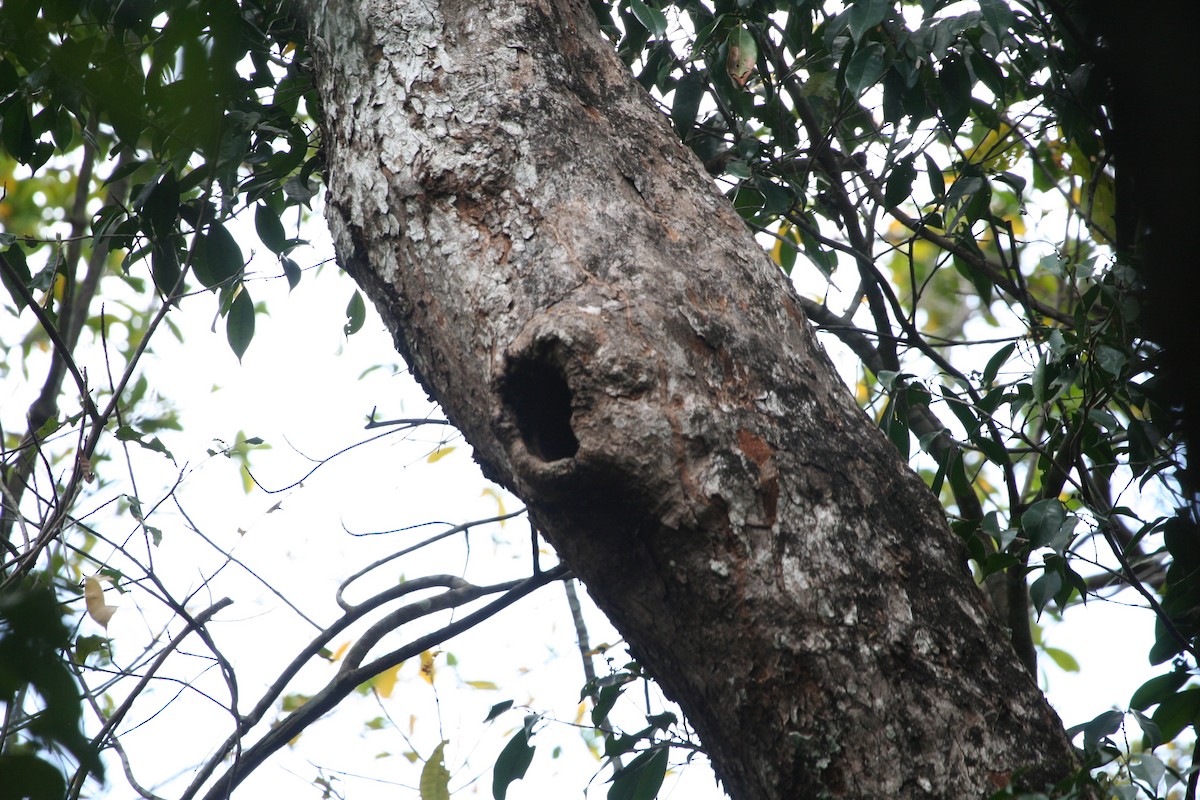 Barred Forest-Falcon - ML647168019