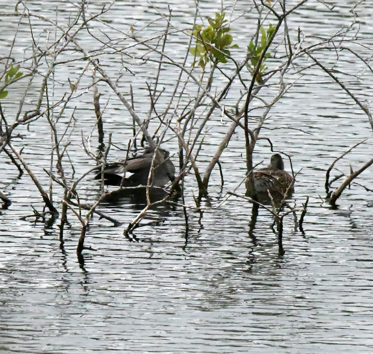 Gadwall (Common) - ML647168020