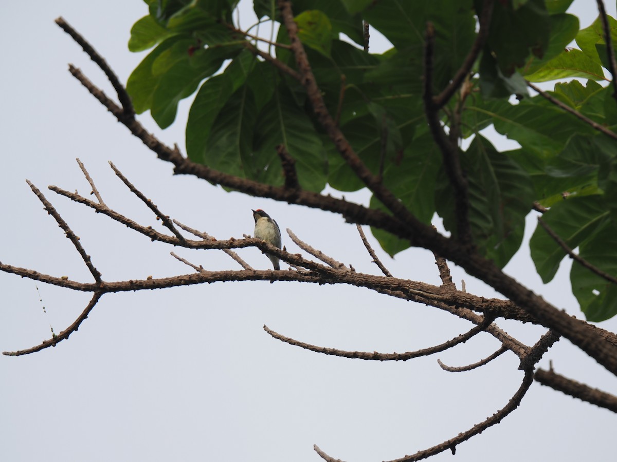 Scarlet-backed Flowerpecker - ML647168032