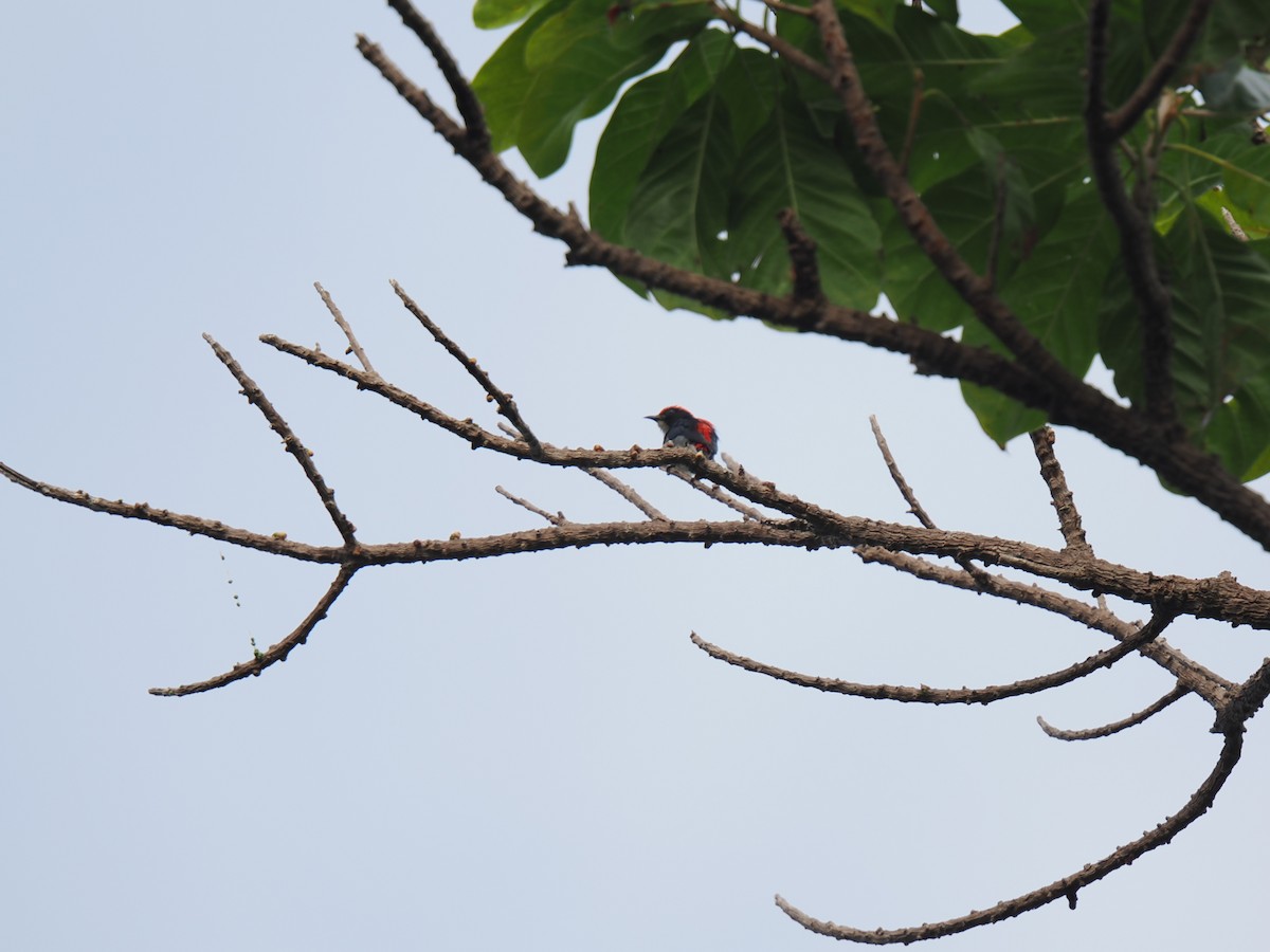 Scarlet-backed Flowerpecker - ML647168033
