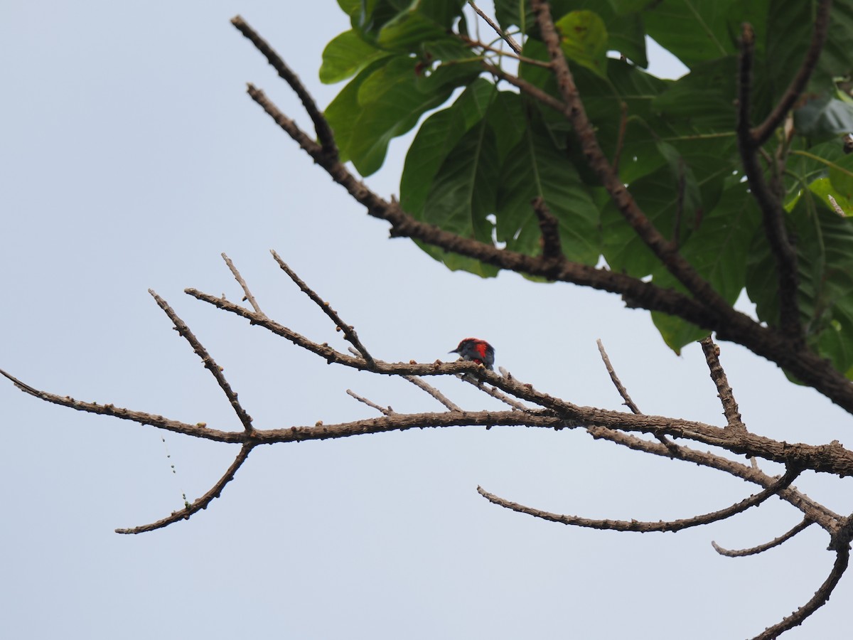 Scarlet-backed Flowerpecker - ML647168034