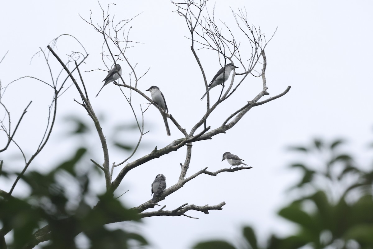 Ashy Minivet - ML647168037