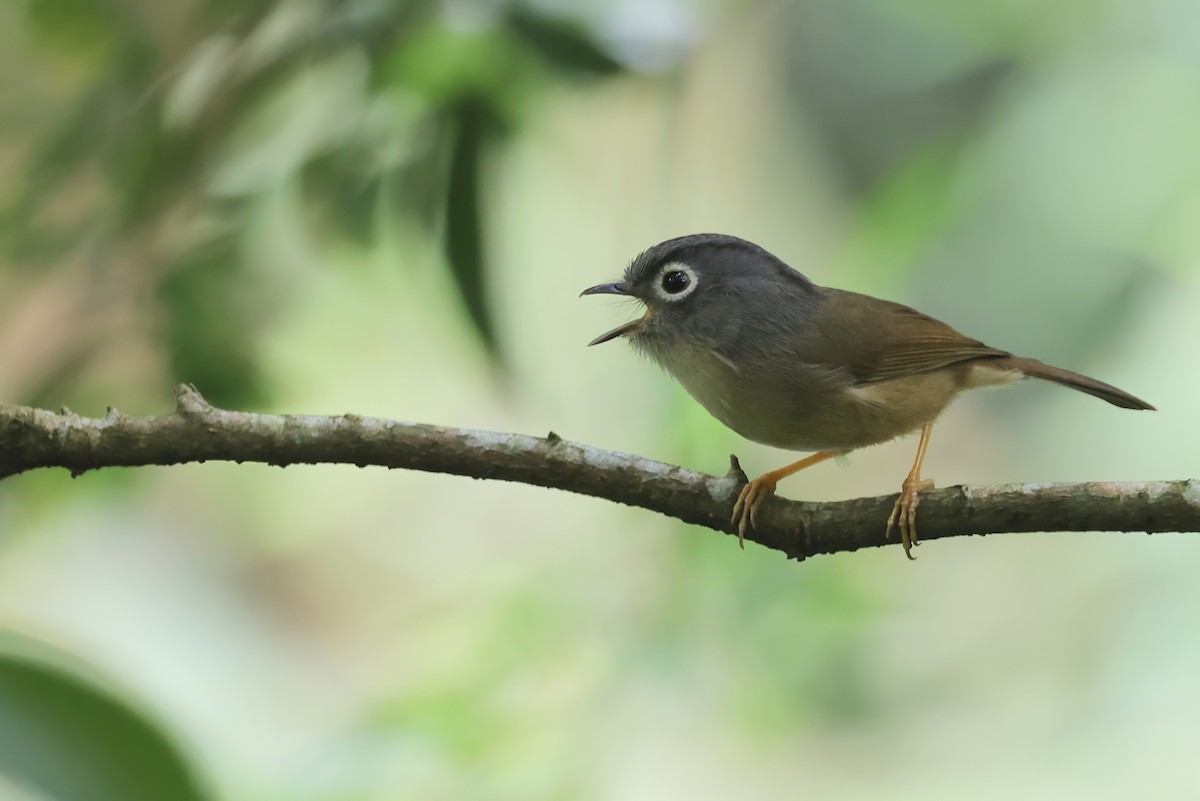 メジロチメドリ - ML647168040