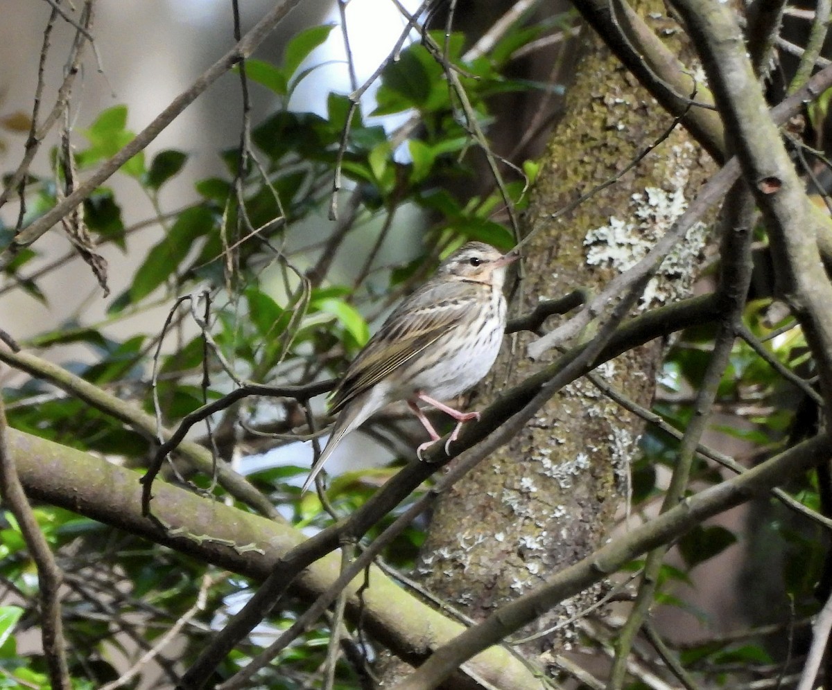 Bisbita de Hodgson - ML647168049