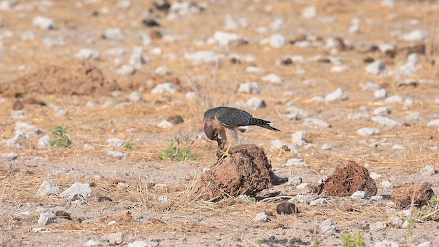 Bıyıklı Doğan - ML647168050