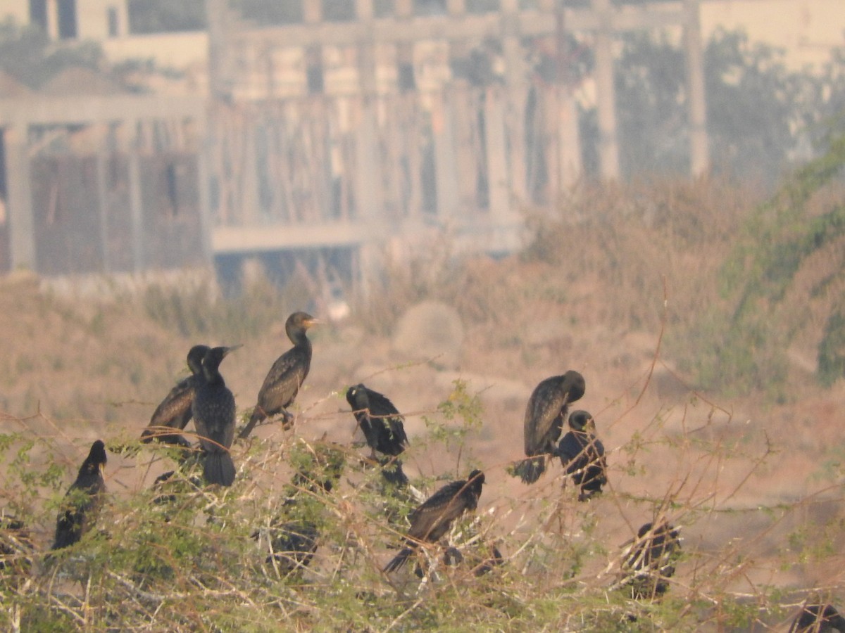 Indian Cormorant - ML647168057