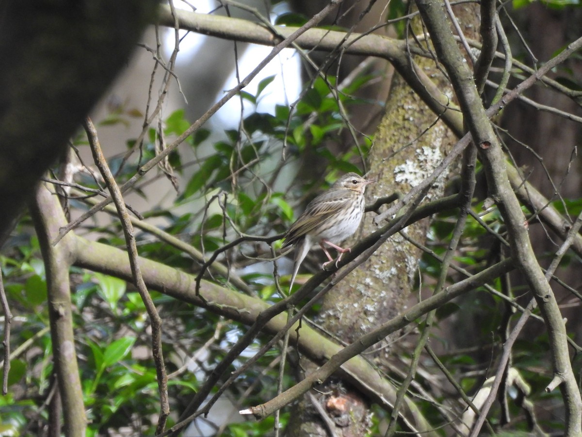 Bisbita de Hodgson - ML647168058