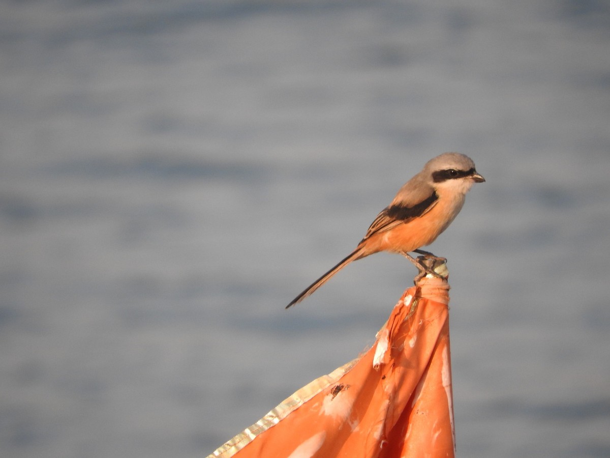 棕背伯勞 - ML647168061