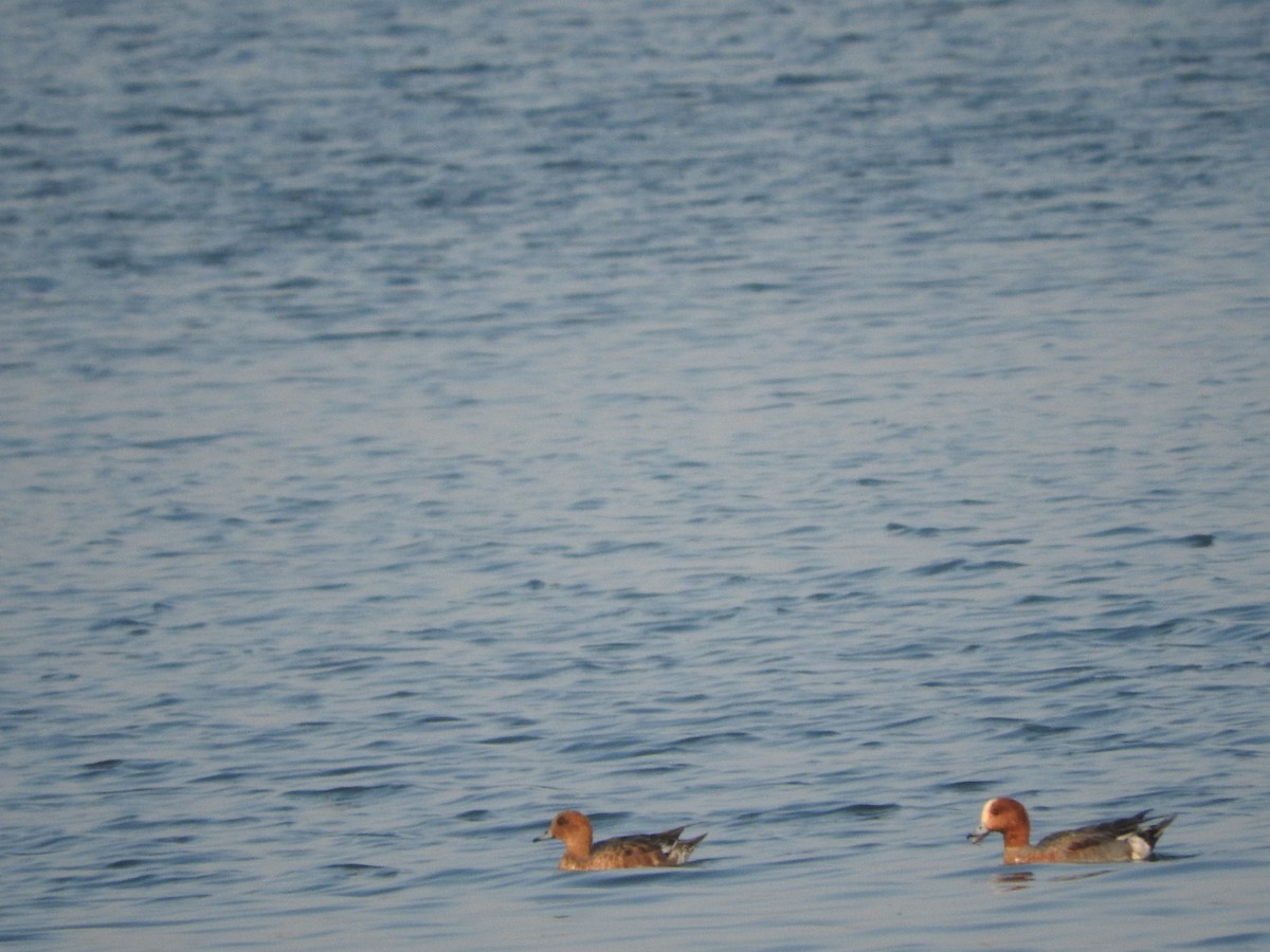 赤頸鴨 - ML647168065