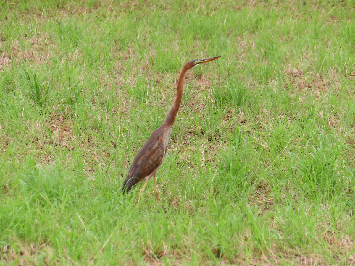 ムラサキサギ - ML647168066