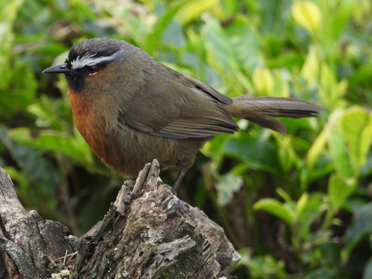 Nilgiri Laughingthrush - ML647168068