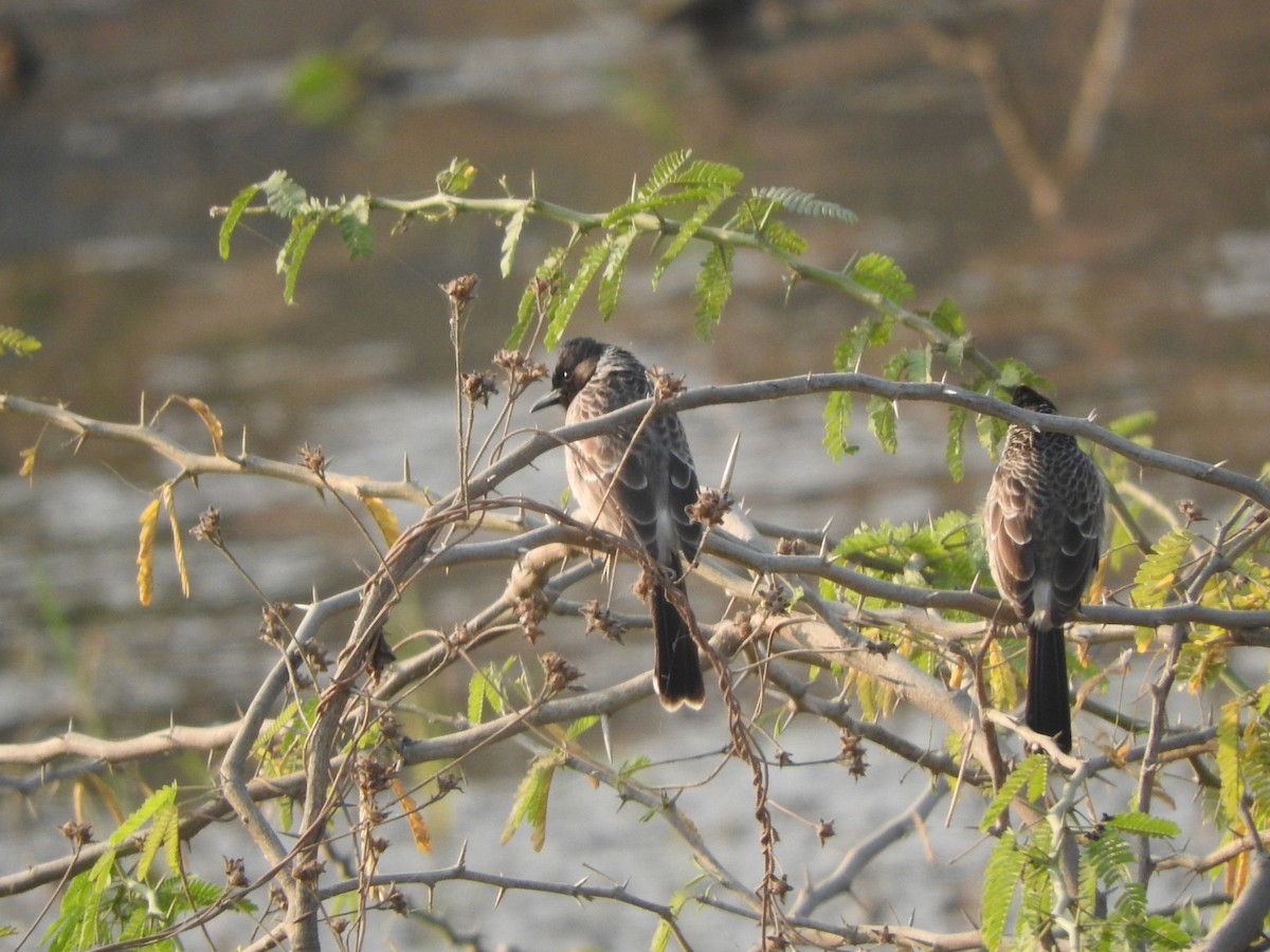 Red-vented Bulbul - ML647168071