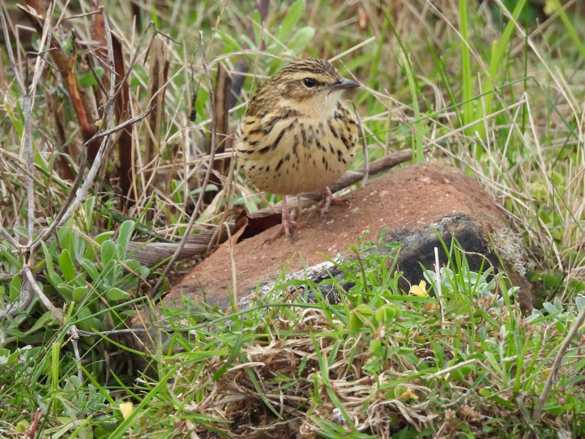 Bisbita de Los Nilgiri - ML647168077