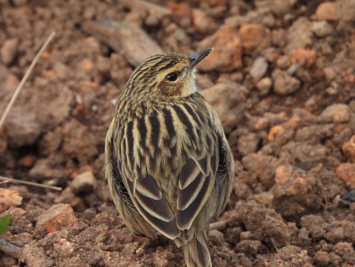 Bisbita de Los Nilgiri - ML647168078