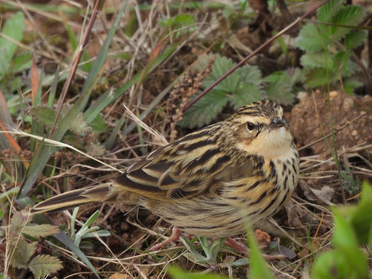 Bisbita de Los Nilgiri - ML647168079