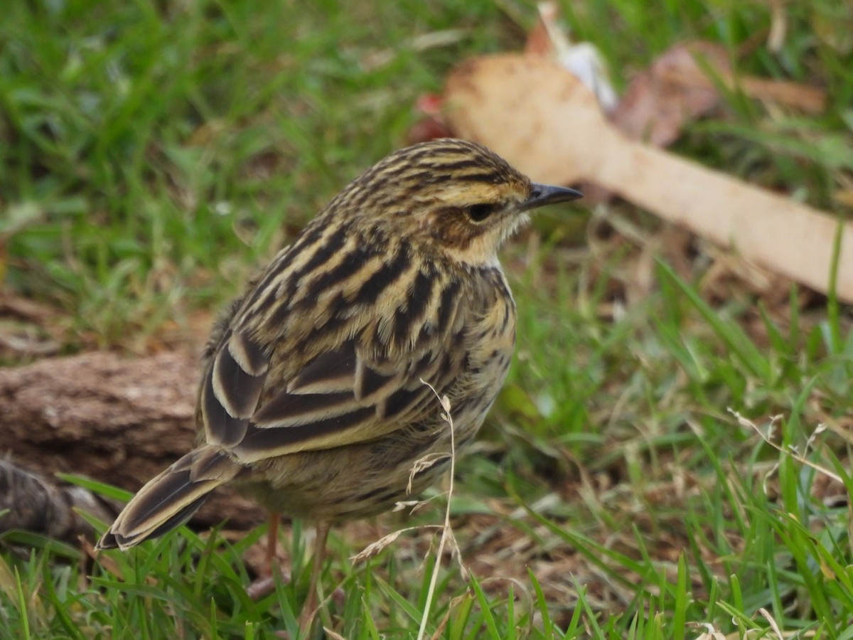 Bisbita de Los Nilgiri - ML647168080