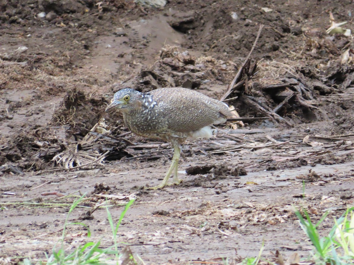 Malay Gece Balıkçılı - ML647168081