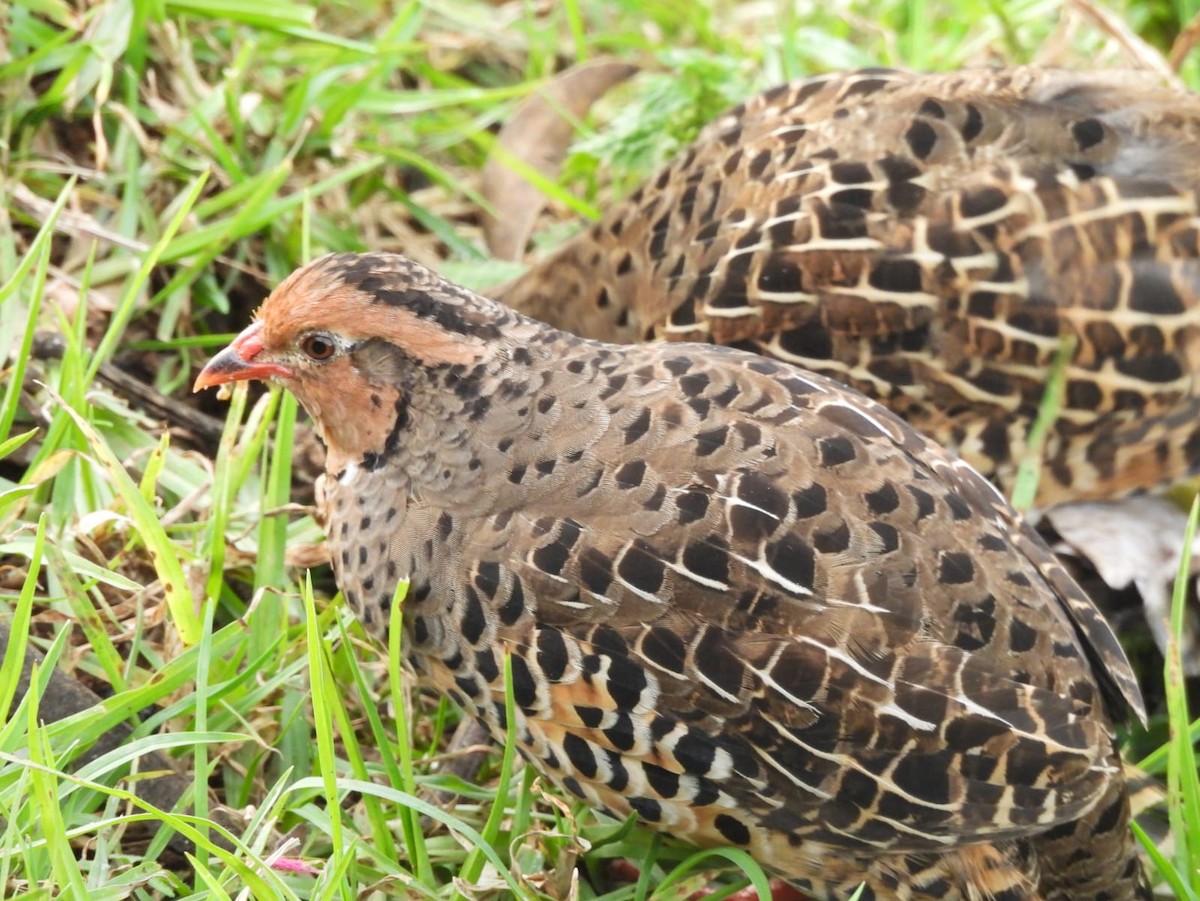Painted Bush-Quail - ML647168089