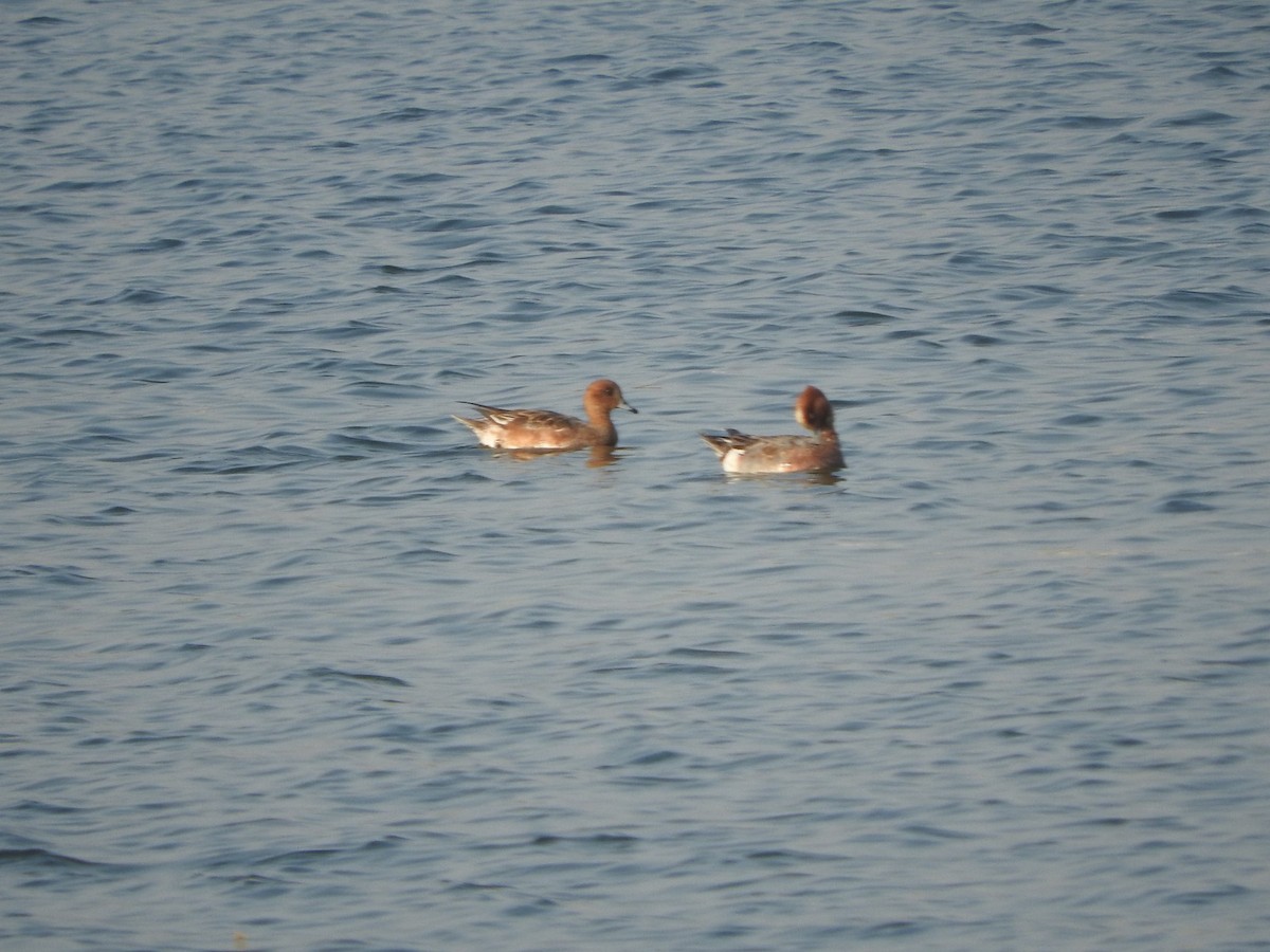 赤頸鴨 - ML647168094