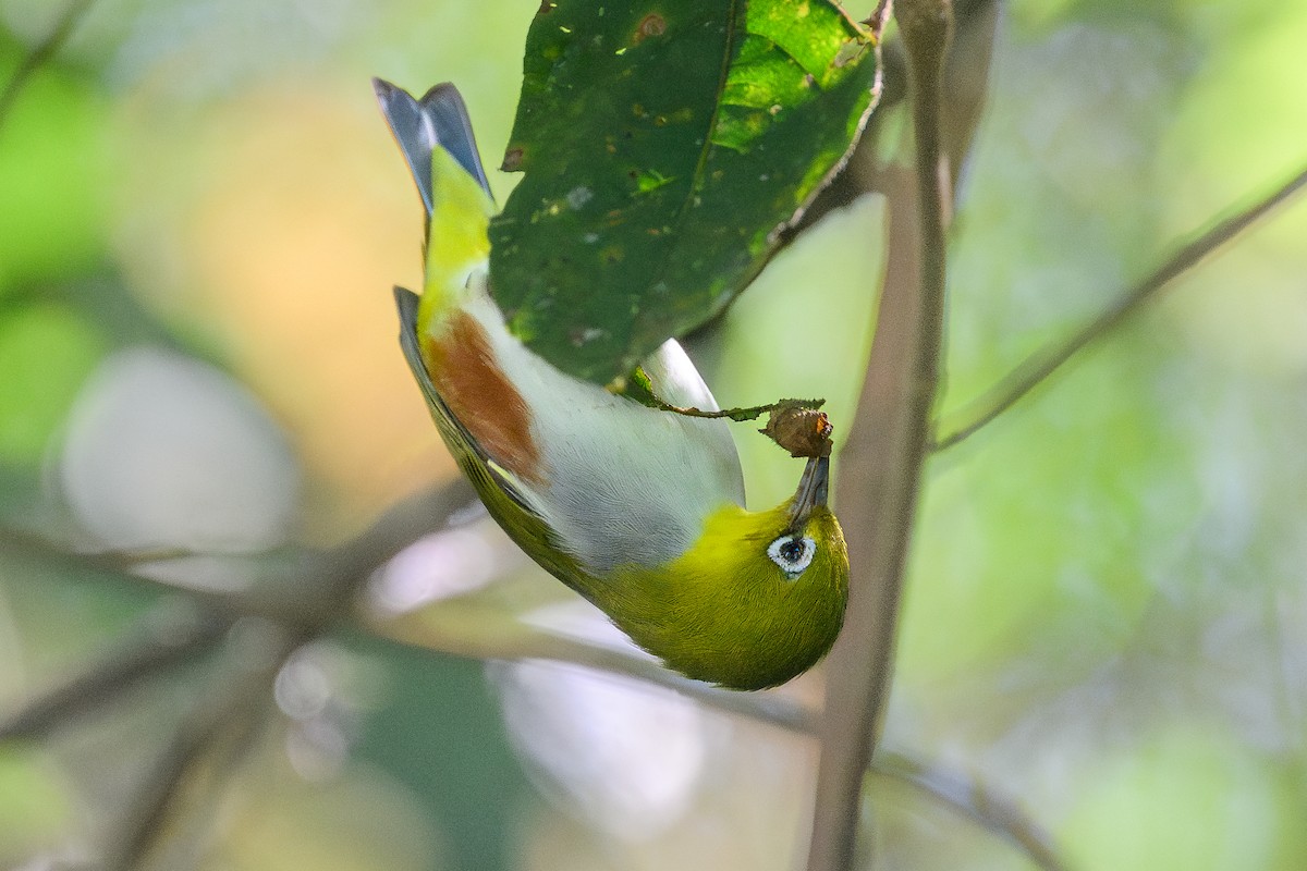 Chestnut-flanked White-eye - ML647168099