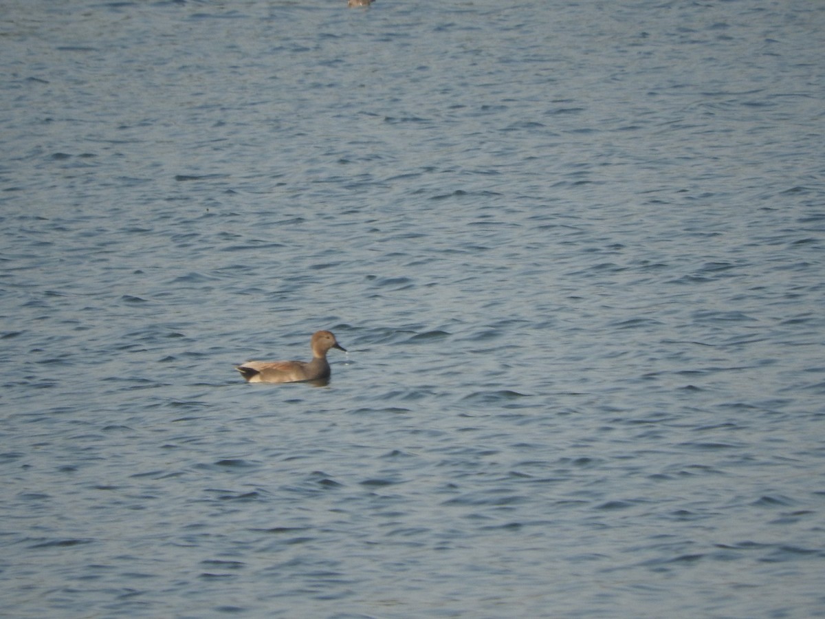 Gadwall - ML647168102