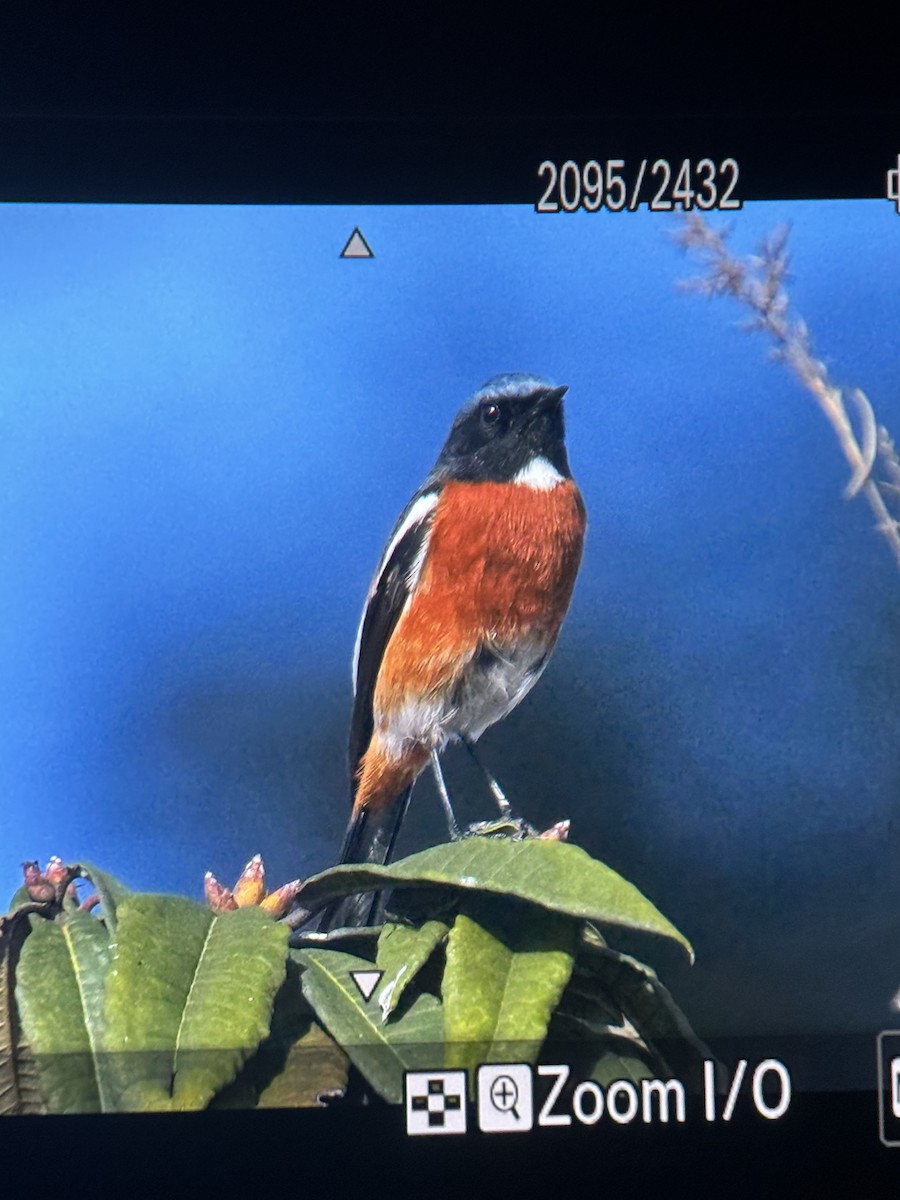 White-throated Redstart - ML647168105