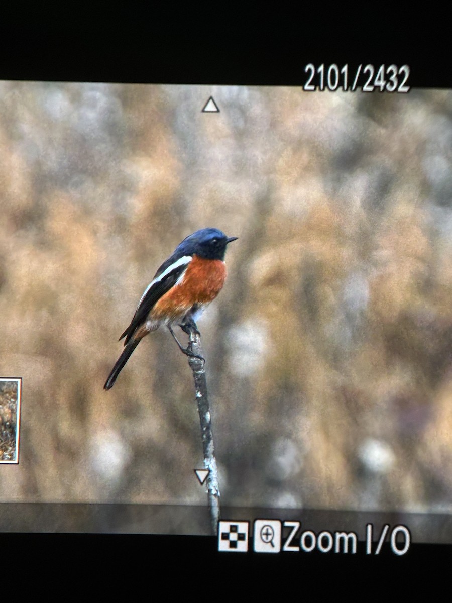 White-throated Redstart - ML647168106