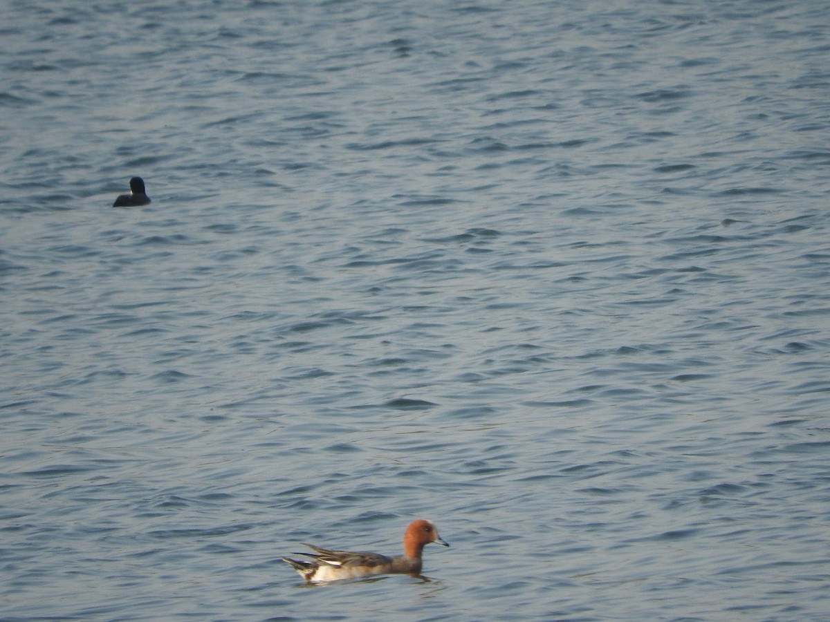 赤頸鴨 - ML647168110