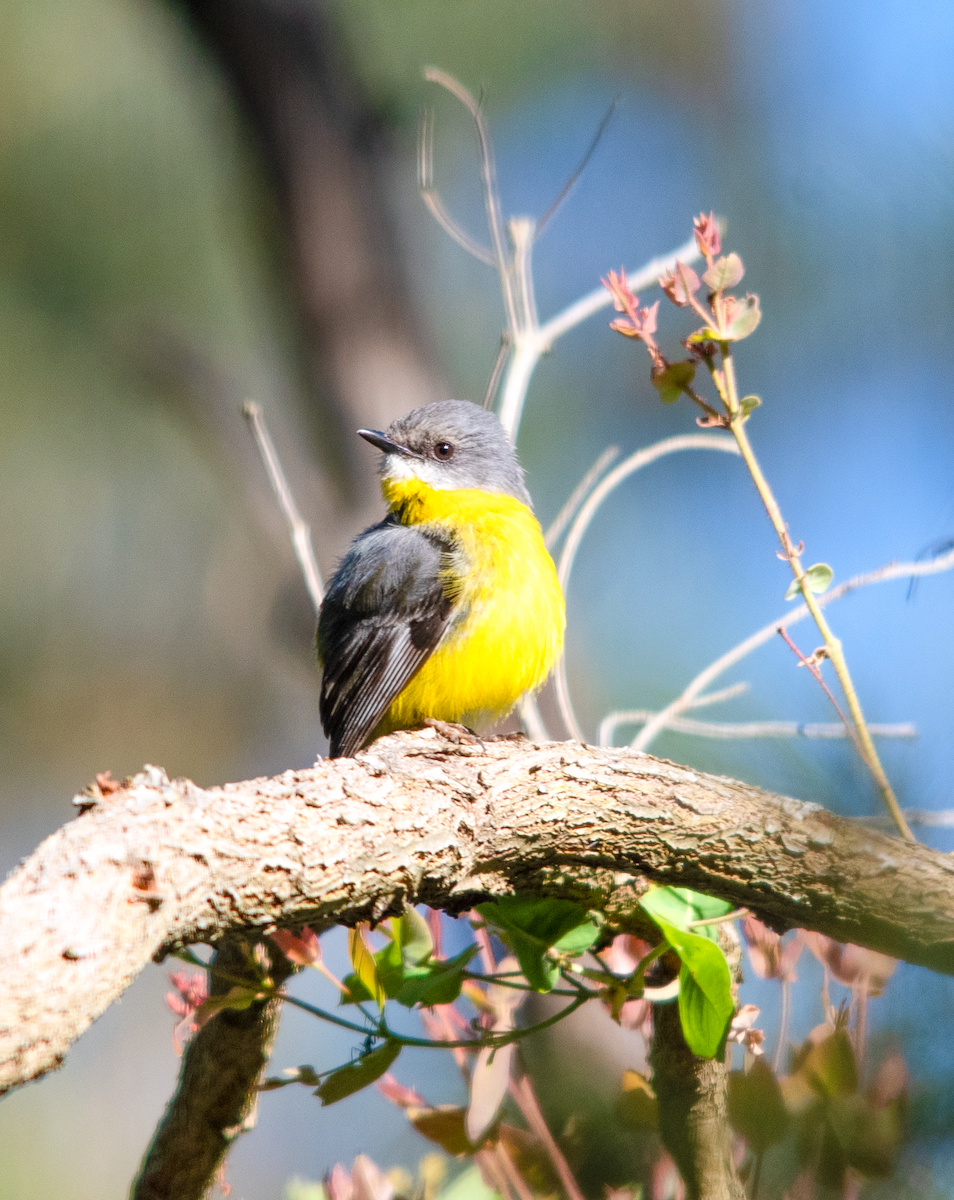 Королець жовтий - ML647168113