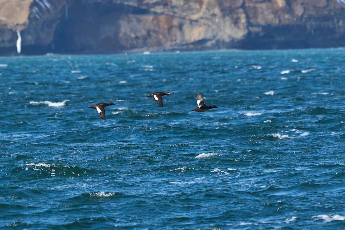 sibirsjøorre - ML647168114