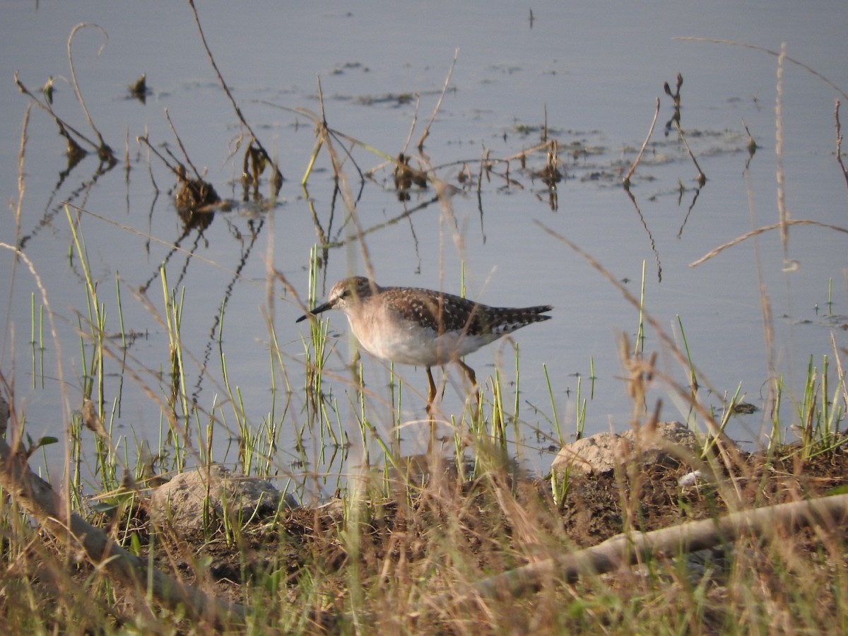 鷹斑鷸 - ML647168115