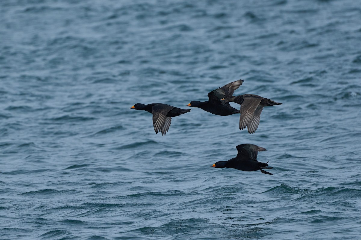 Black Scoter - ML647168116