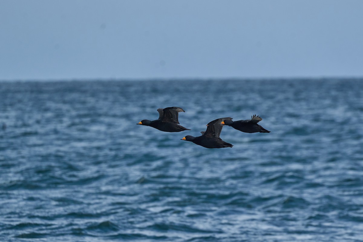 Black Scoter - ML647168117