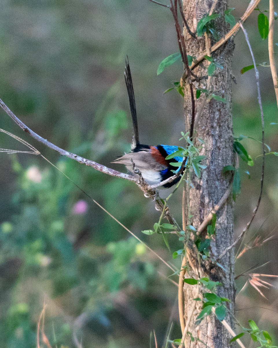 Variegated Fairywren - ML647168118