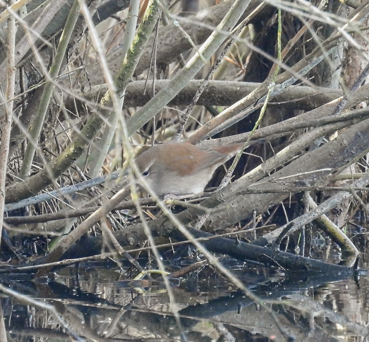 Seidensänger - ML647168119