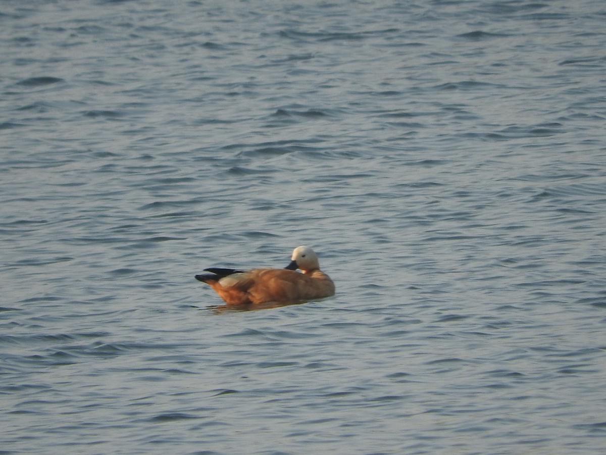 瀆鳧 - ML647168120