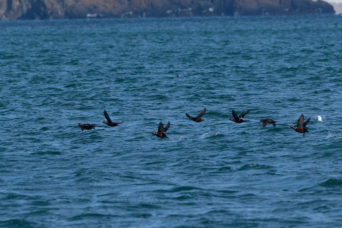 Harlequin Duck - ML647168123