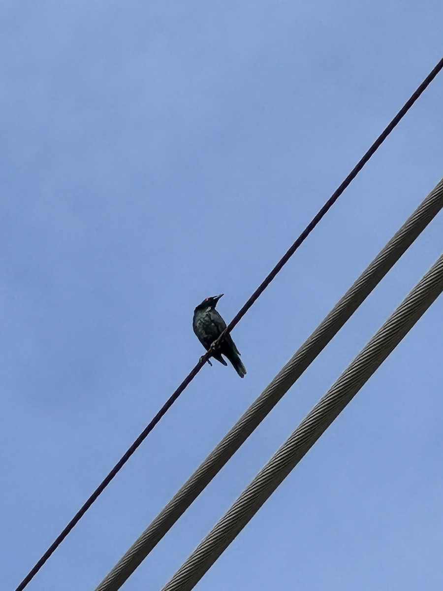 Malay Sığırcığı - ML647168124