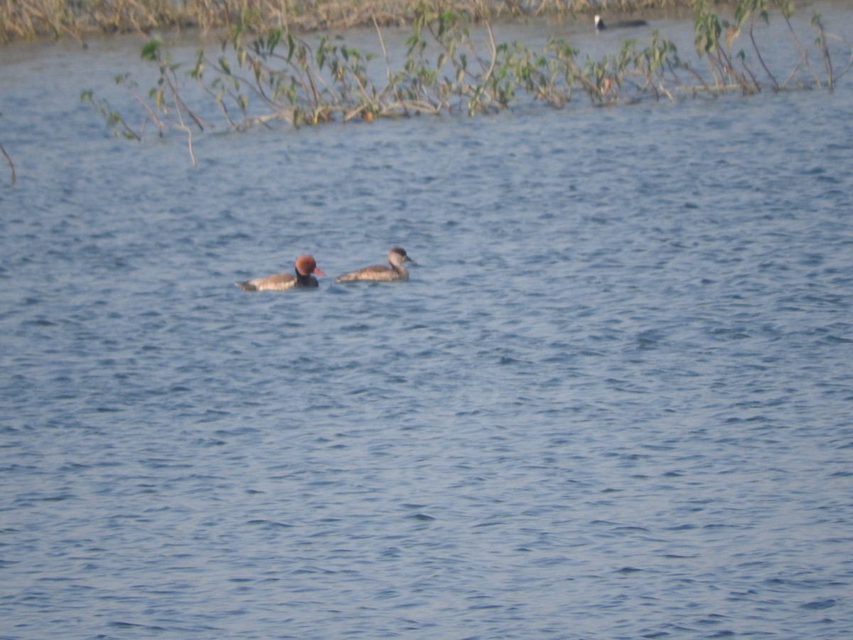 Улаан хошуут биваан - ML647168137