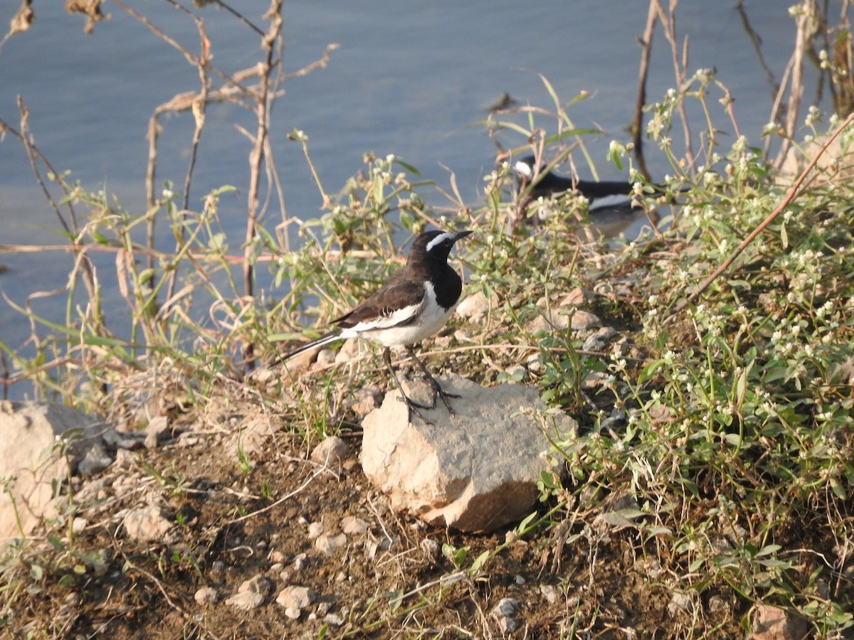 White-browed Wagtail - ML647168143