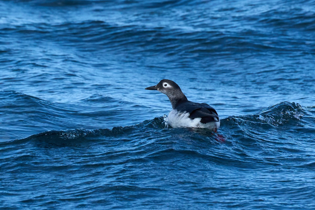 Spectacled Guillemot - ML647168144
