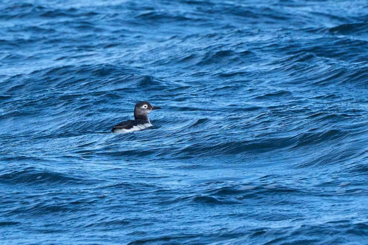 Spectacled Guillemot - ML647168145