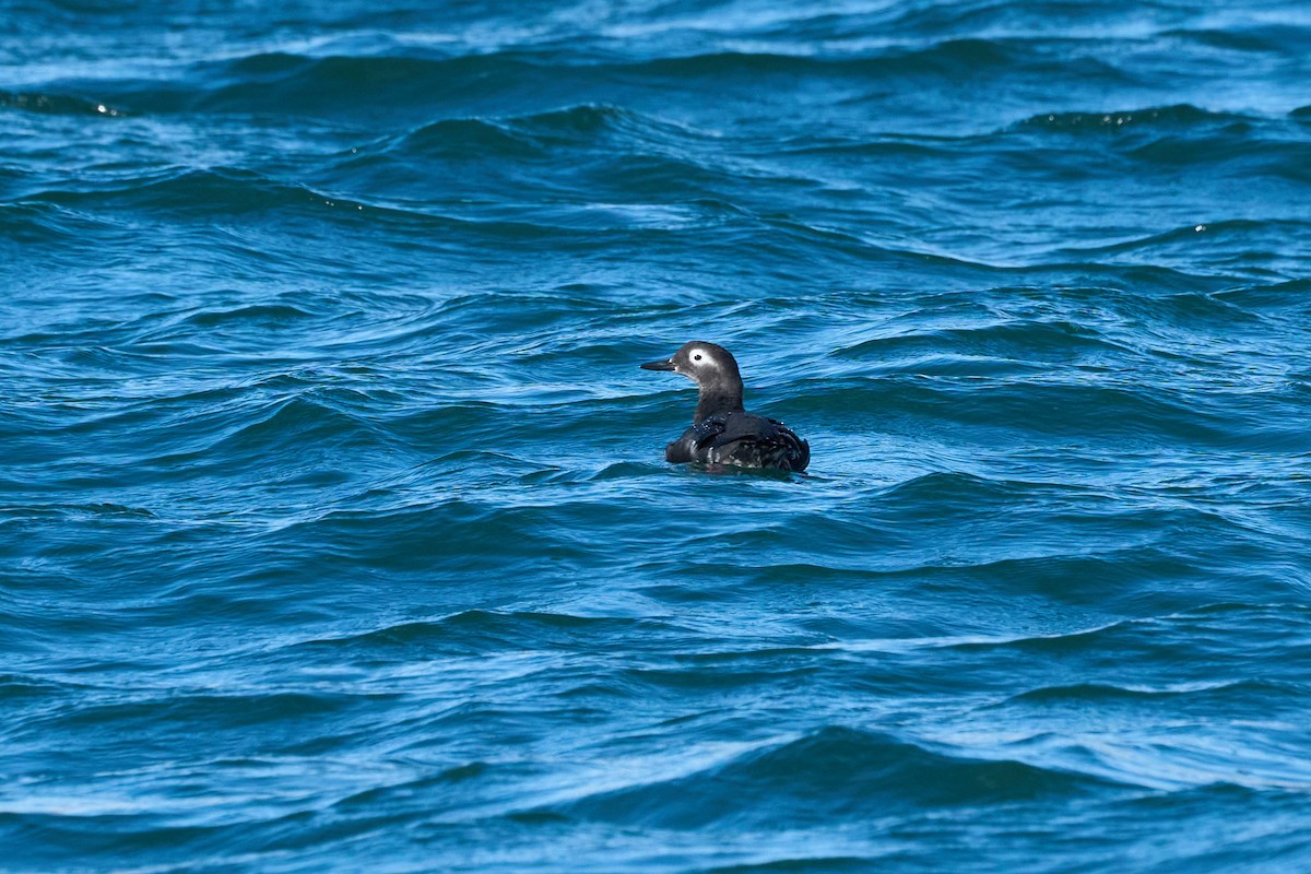 Spectacled Guillemot - ML647168146