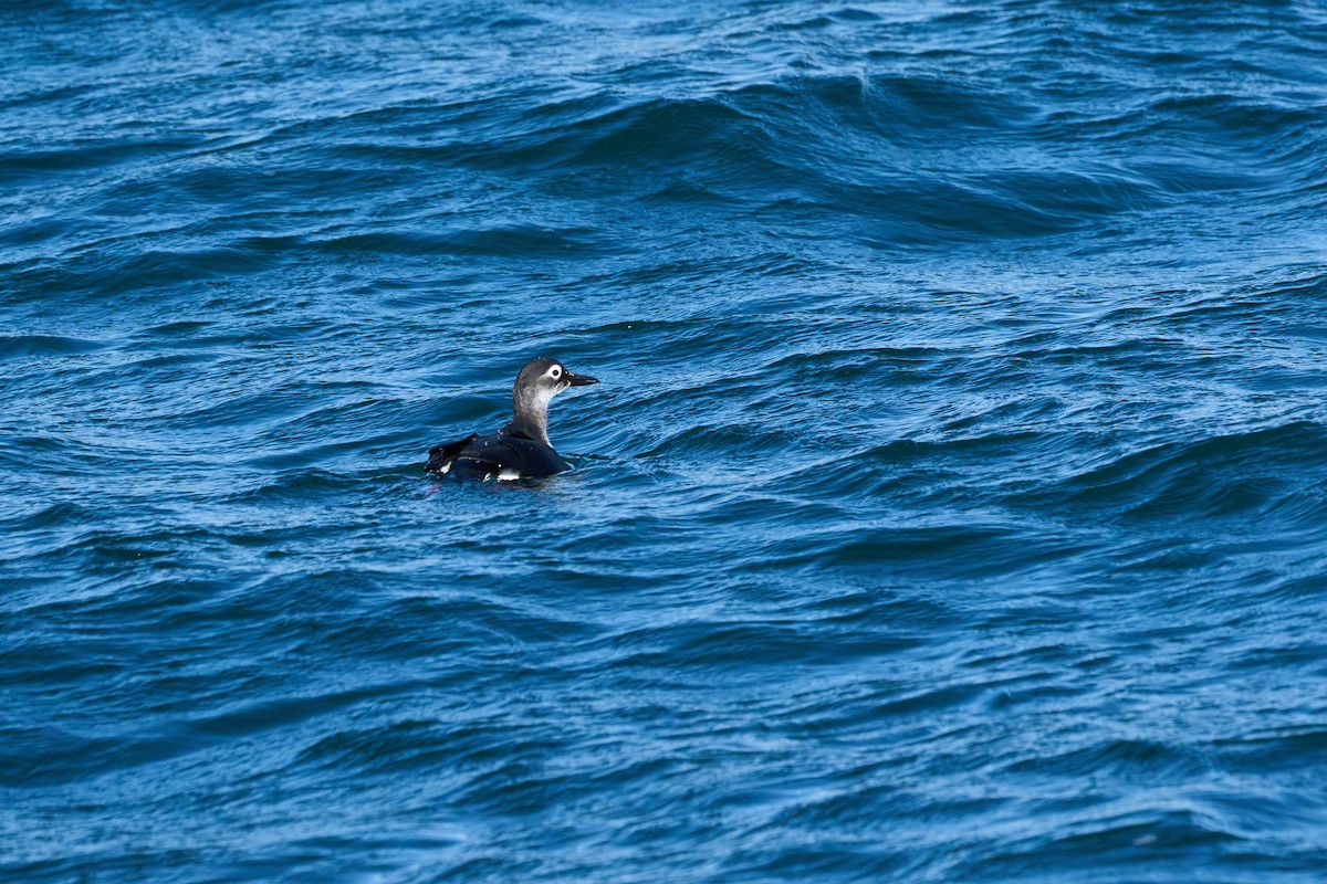 Spectacled Guillemot - ML647168147