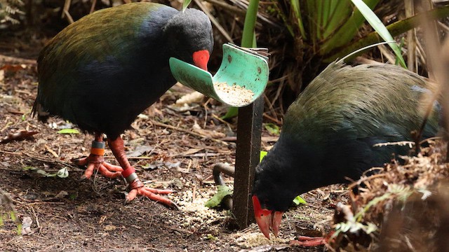 Güney Adası Sazhorozu - ML647168148
