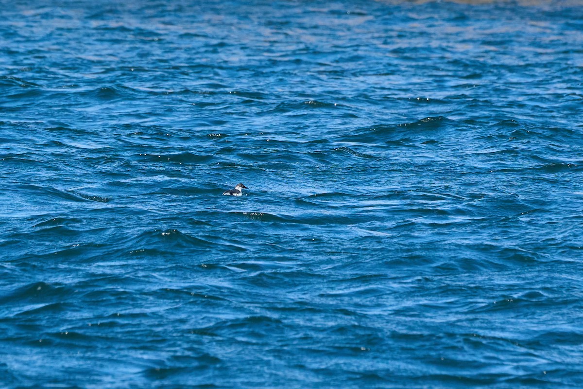 Pigeon Guillemot - ML647168153
