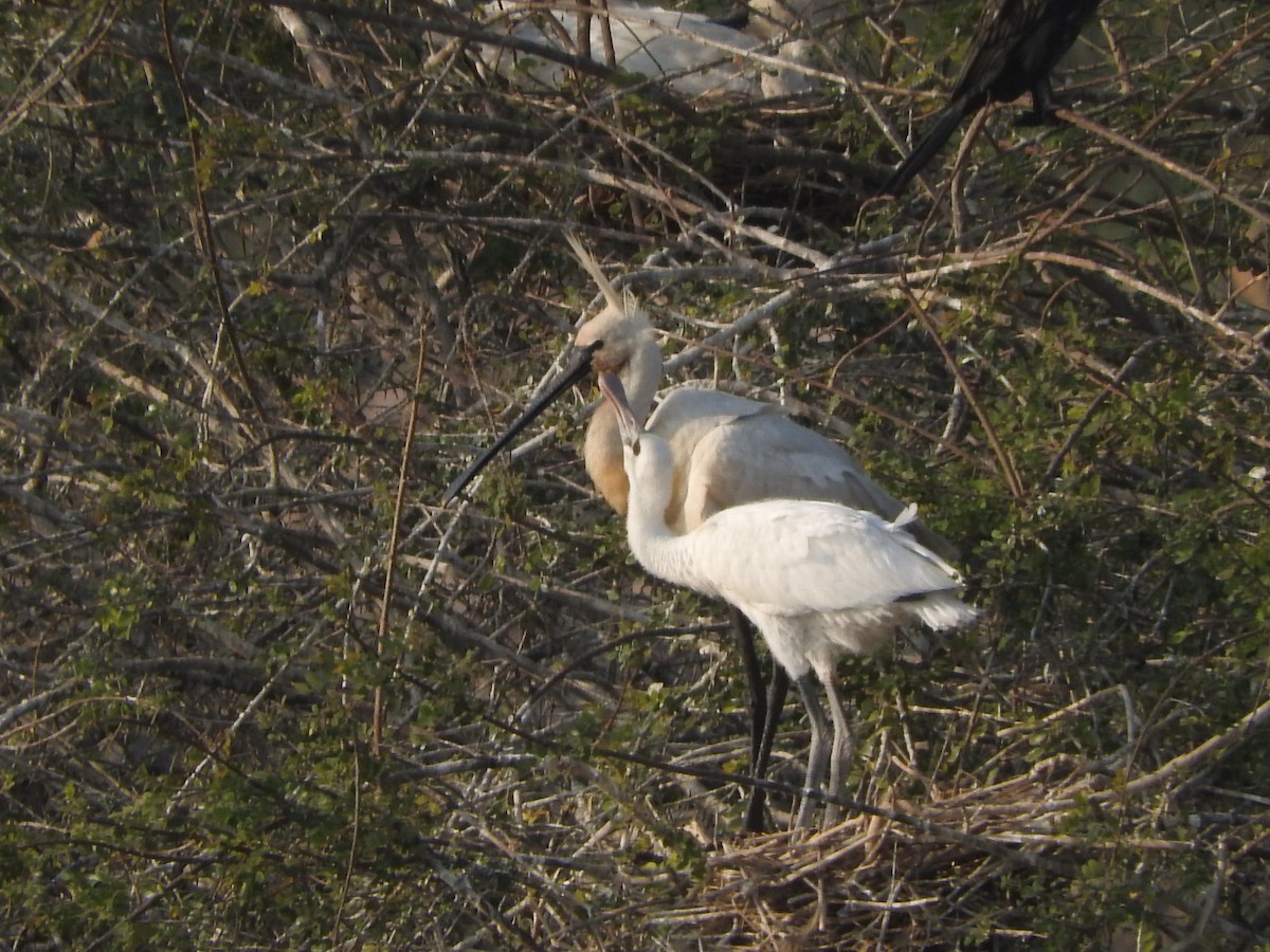 白琵鷺 - ML647168154