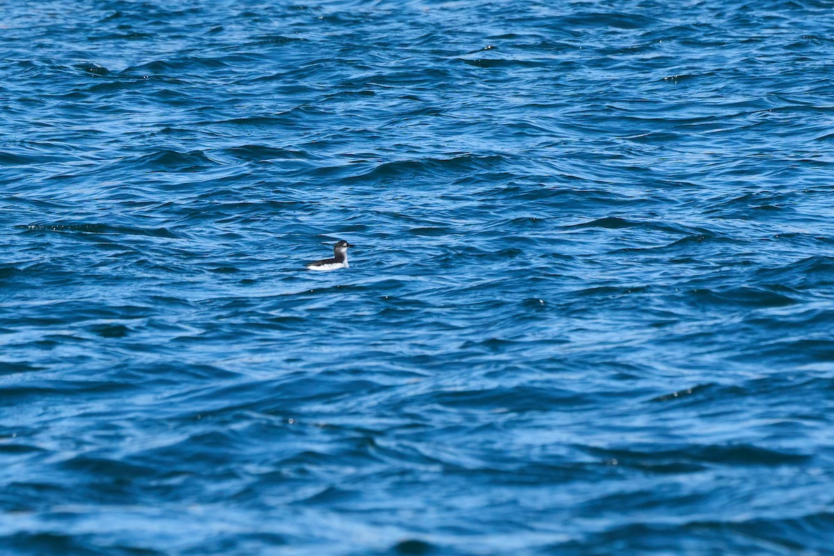 Spectacled Guillemot - ML647168158