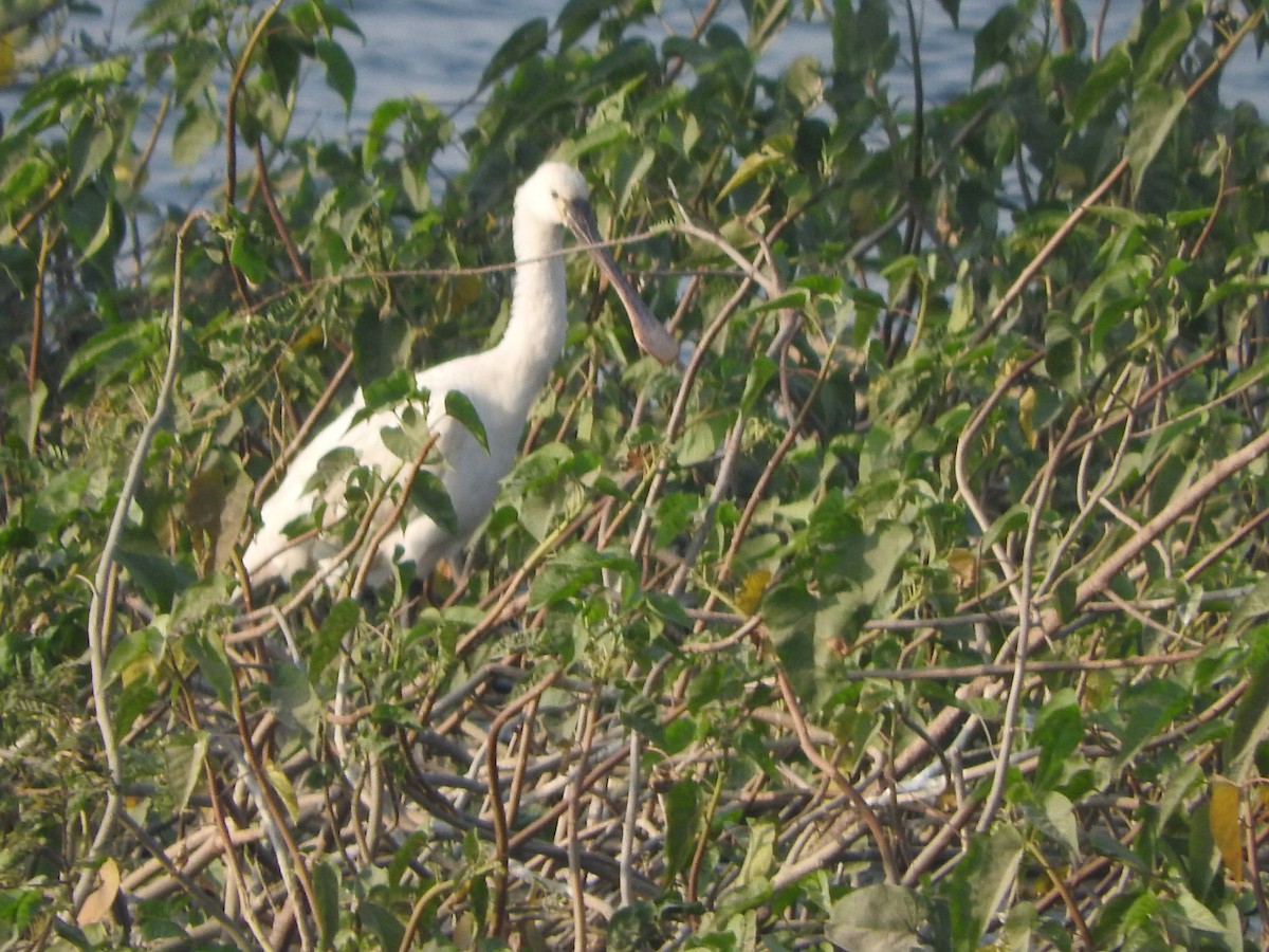 白琵鷺 - ML647168163