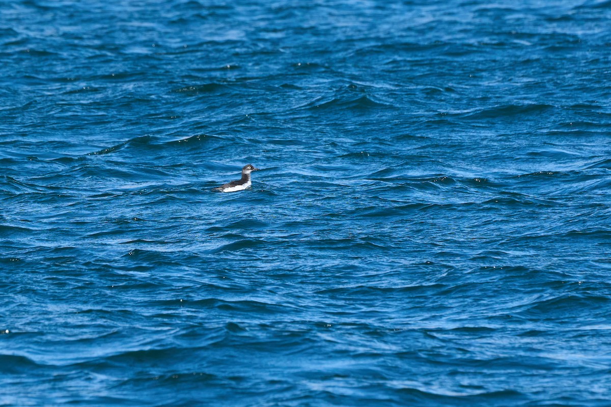 Spectacled Guillemot - ML647168171